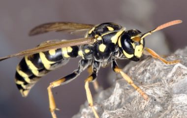 Summer and wasps: my annual war of annihilation begins