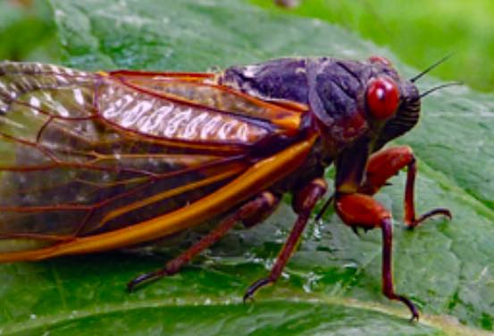 Cicadas and anxiety